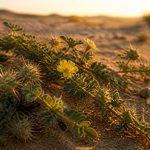tribulus terrestris safety